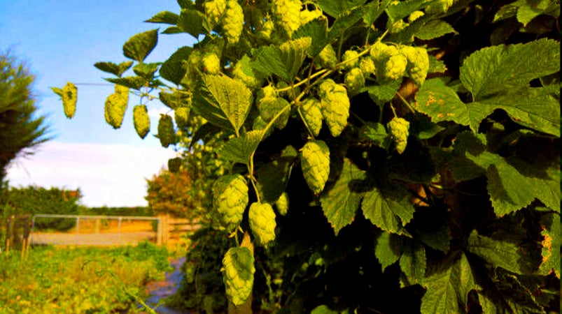 The Aroma of Hops