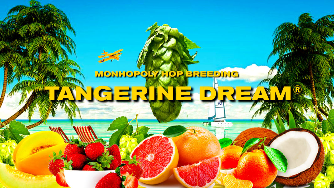Tangerine Dream hop plants for sale